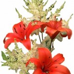 blumenstrauss-frauentag-gueldene-pfanne-havelberg